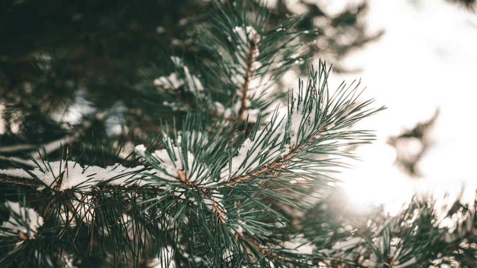 Close-up of a pine tree branch with long green needles dusted with patches of snow. The background is softly blurred, showing more pine branches and bright sunlight filtering through, creating a warm, natural winter scene.
