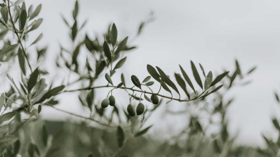 A close-up of an olive branch with several green olives hanging among slender gray-green leaves, set against a soft, blurred background with muted tones.