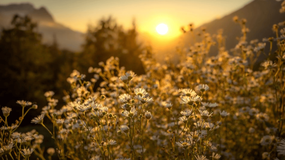 A close-up view of a field of white daisies bathed in golden sunlight during sunset, with the sun low on the horizon and mountains faintly visible in the background.