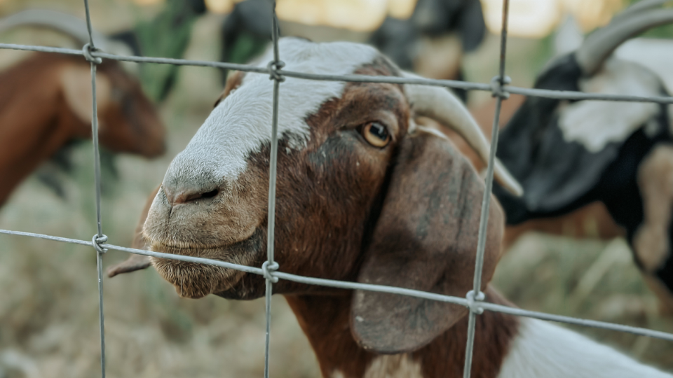 brown and white goat standing behind a fence